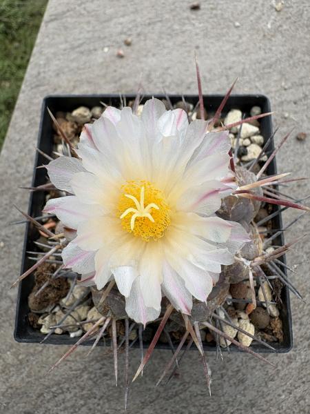 Thelocactus heterochromus